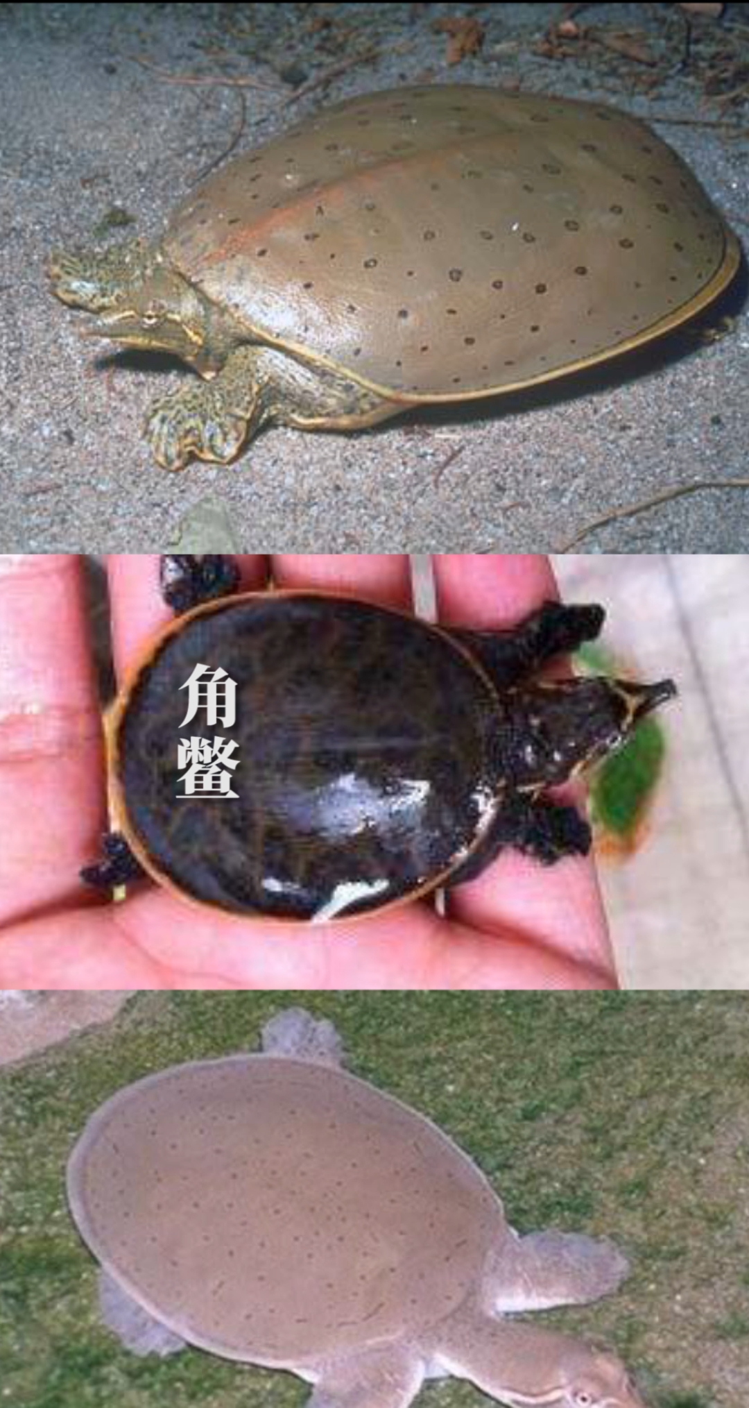 如何鉴别野生甲鱼