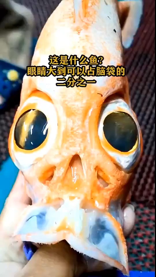 这是什么鱼?眼睛大到可以占脑袋的二分之一