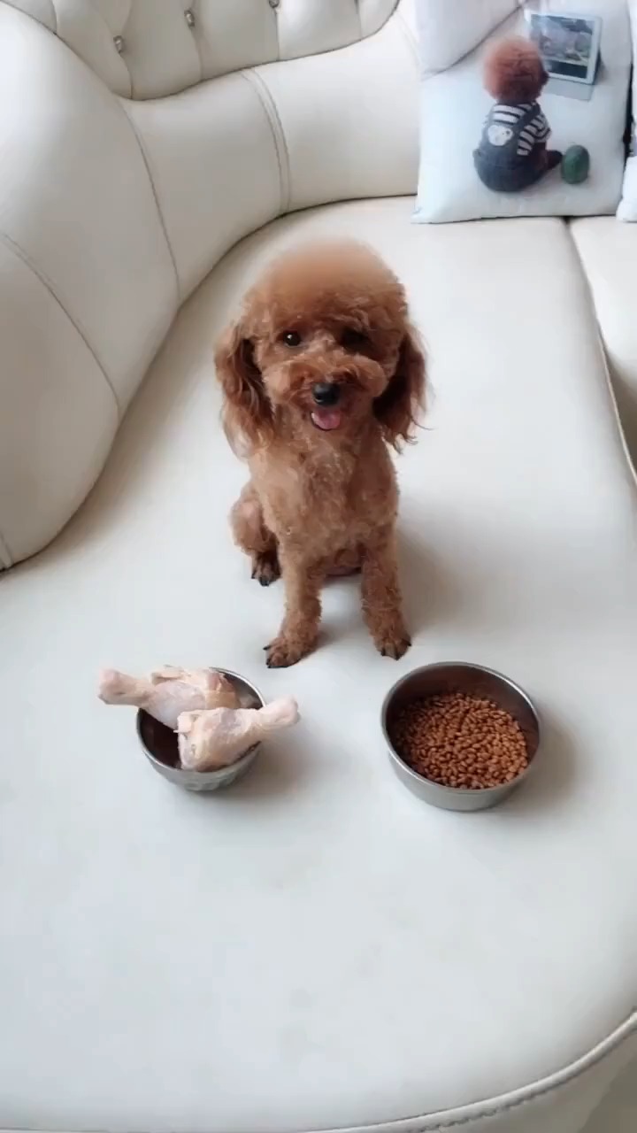 你吃好吃的 我吃狗肉 哼