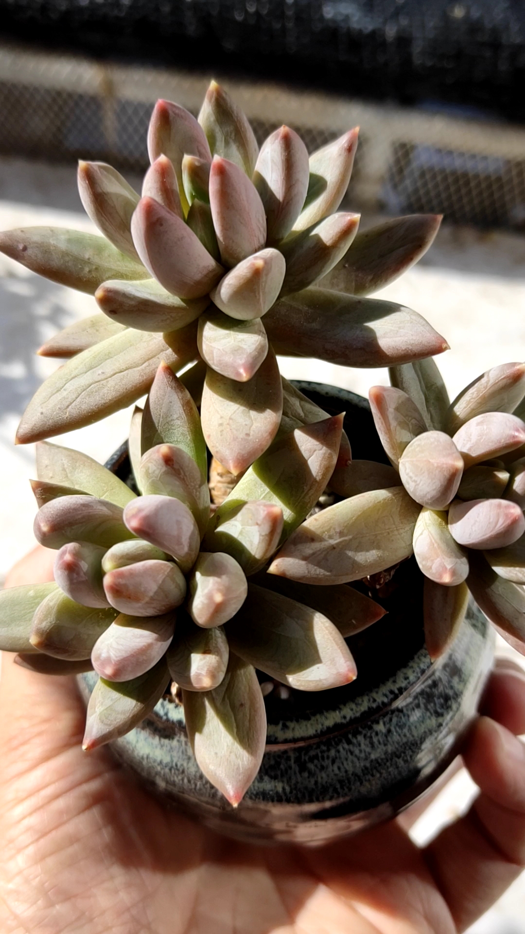 蓝黛莲第一次上镜