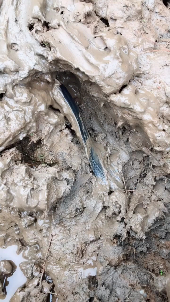 超级大的望月白鳝鱼