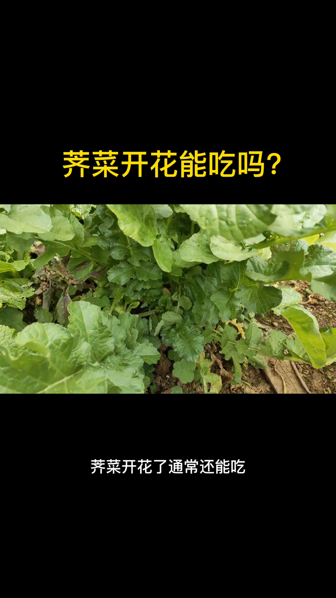 荠菜开花能吃吗?