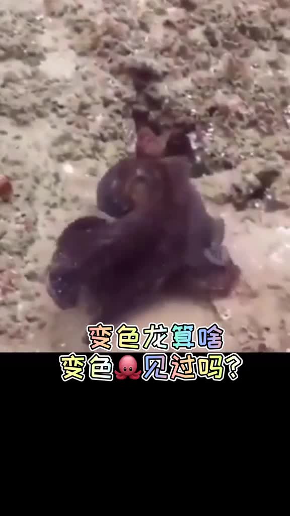 变色龙见过,那么变色章鱼呢钱江萌宠为什么我还觉得它游起来像摄魂怪