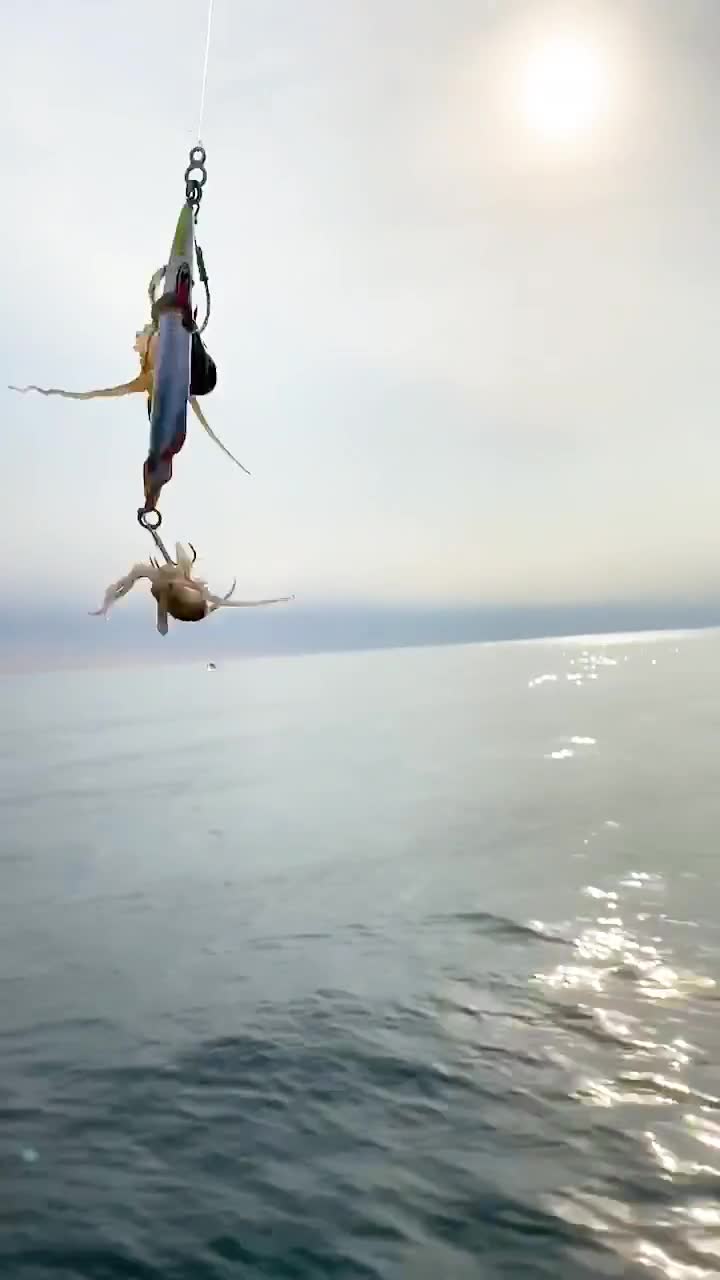 这对八爪鱼莫不是情侣吧。。。