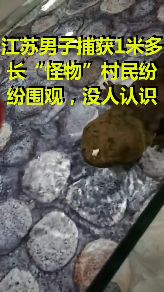 江苏男子捕获1米多长“怪物”村民纷纷围观,没人认识