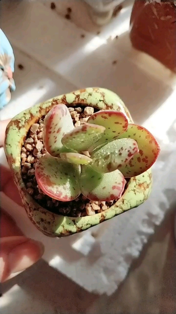 草莓蛋糕萌不萌