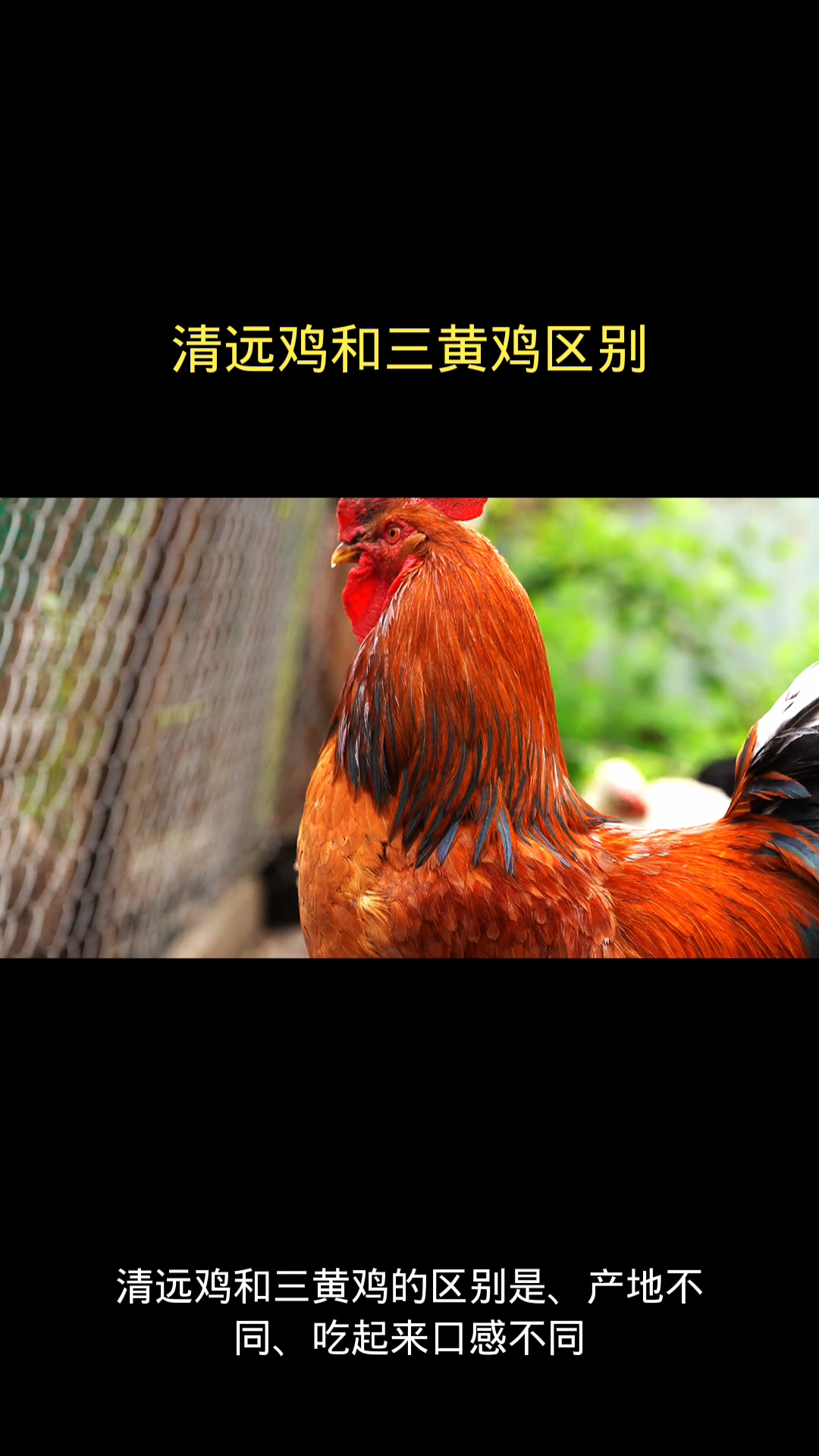 清远鸡和三黄鸡区别