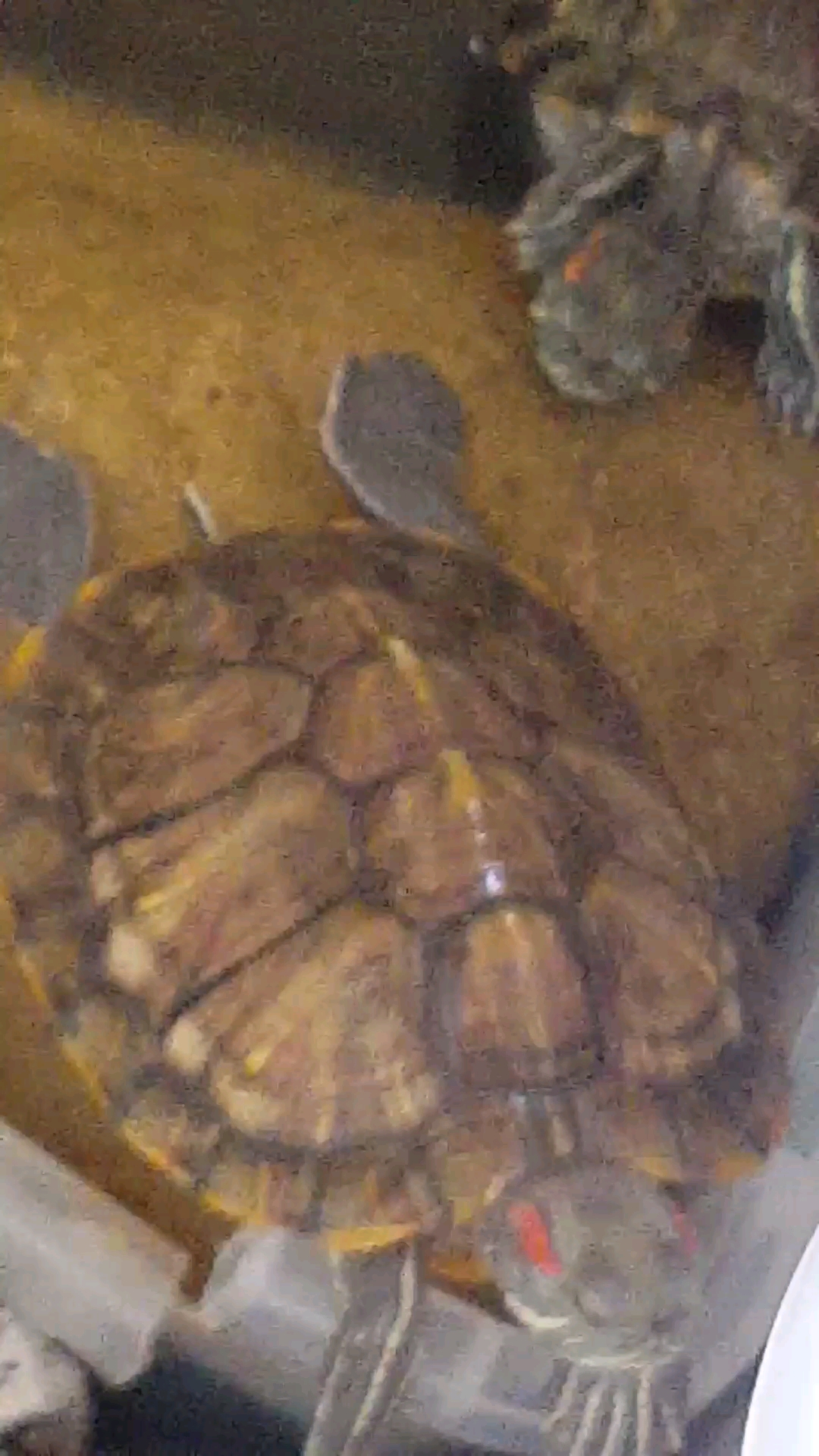 分享视频