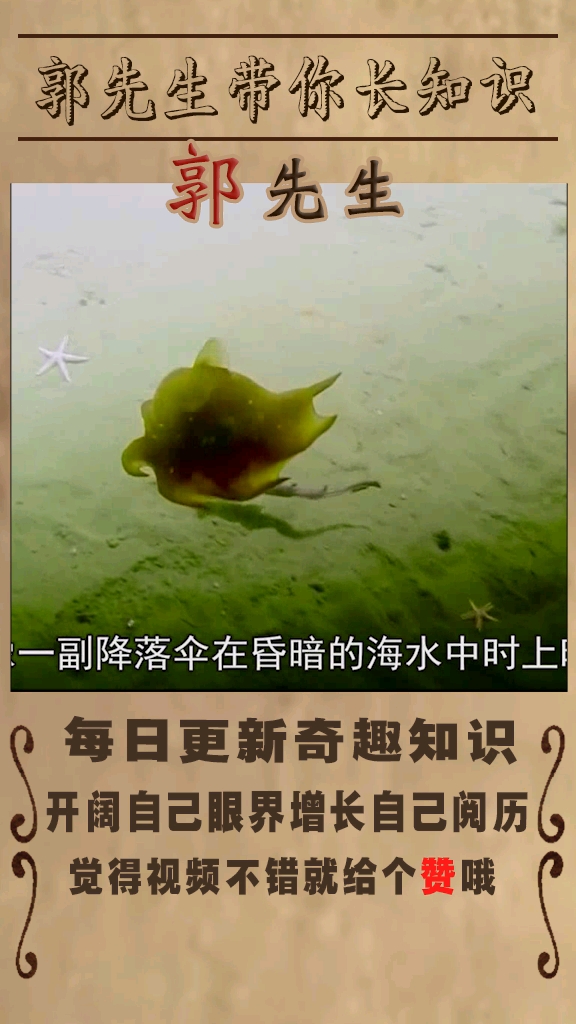 世界上独特的动物之烙饼章鱼