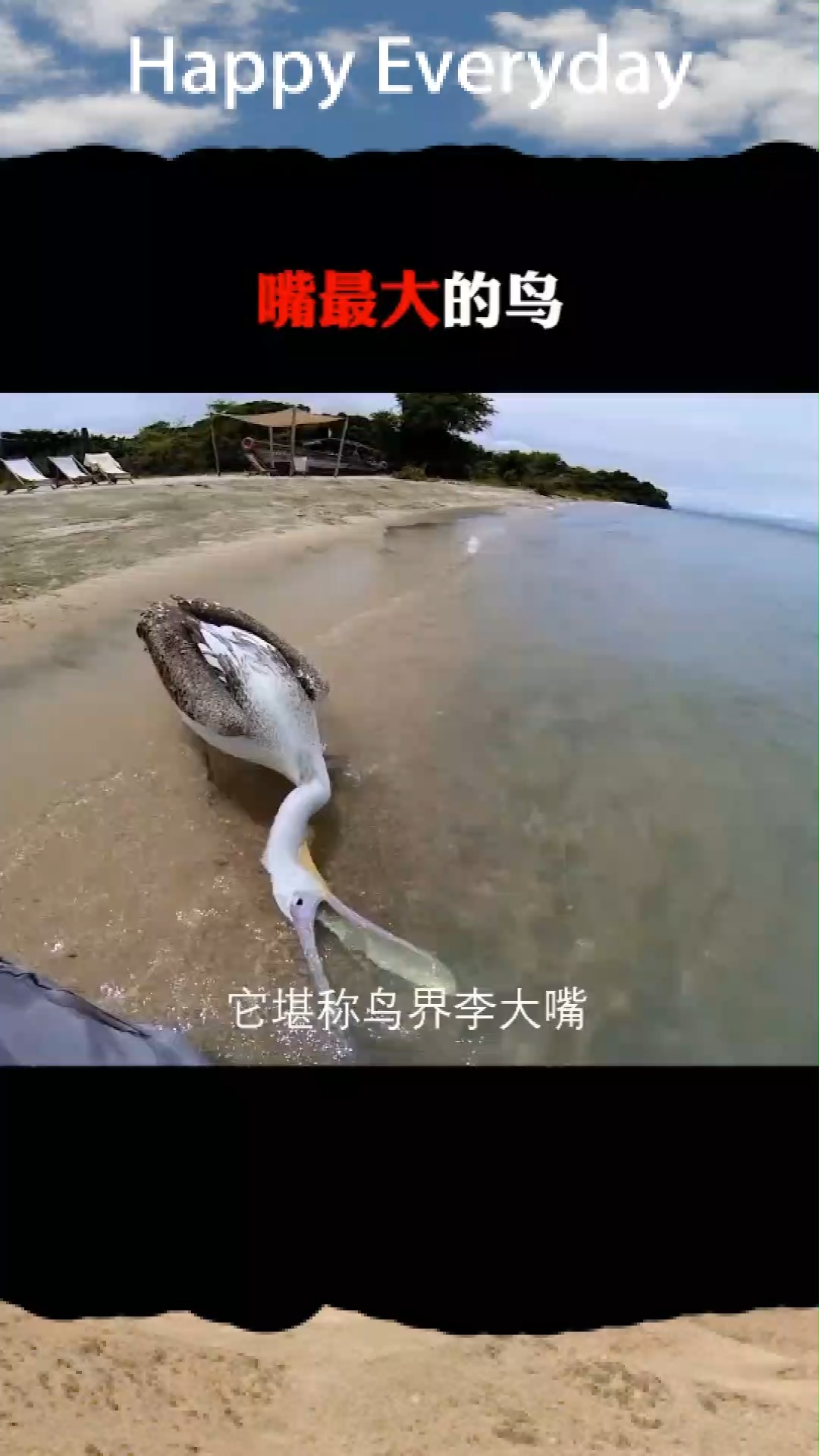 嘴最大的鸟,张嘴后大到让人惊讶,还什么都敢吞