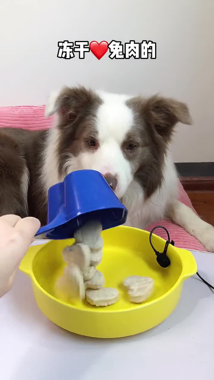 对狗这么好和孝顺父母有冲突吗萌宠出道计