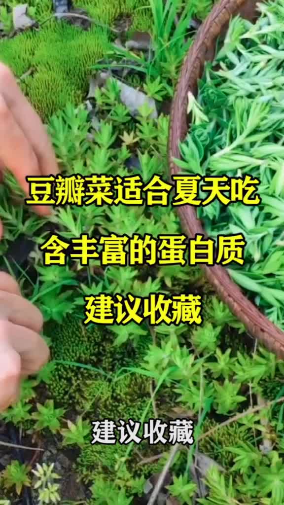豆瓣菜适合夏天吃,含丰富的蛋白质,