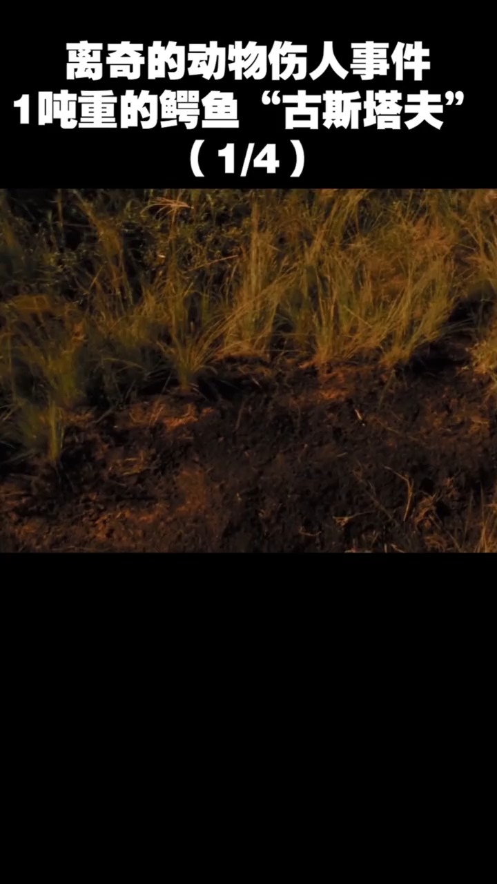 #动物世界猎奇#1吨重的鳄鱼“古斯塔夫”(1/4)