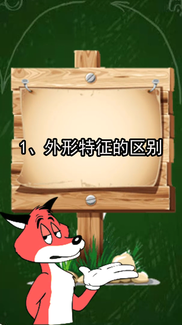 沙鳖和甲鱼的区别