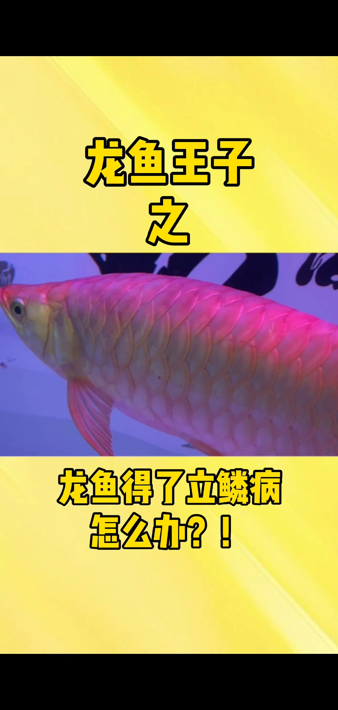 #龙鱼#龙鱼得了立鳞病怎么办?养鱼小哥樊樊分分钟帮你解决 