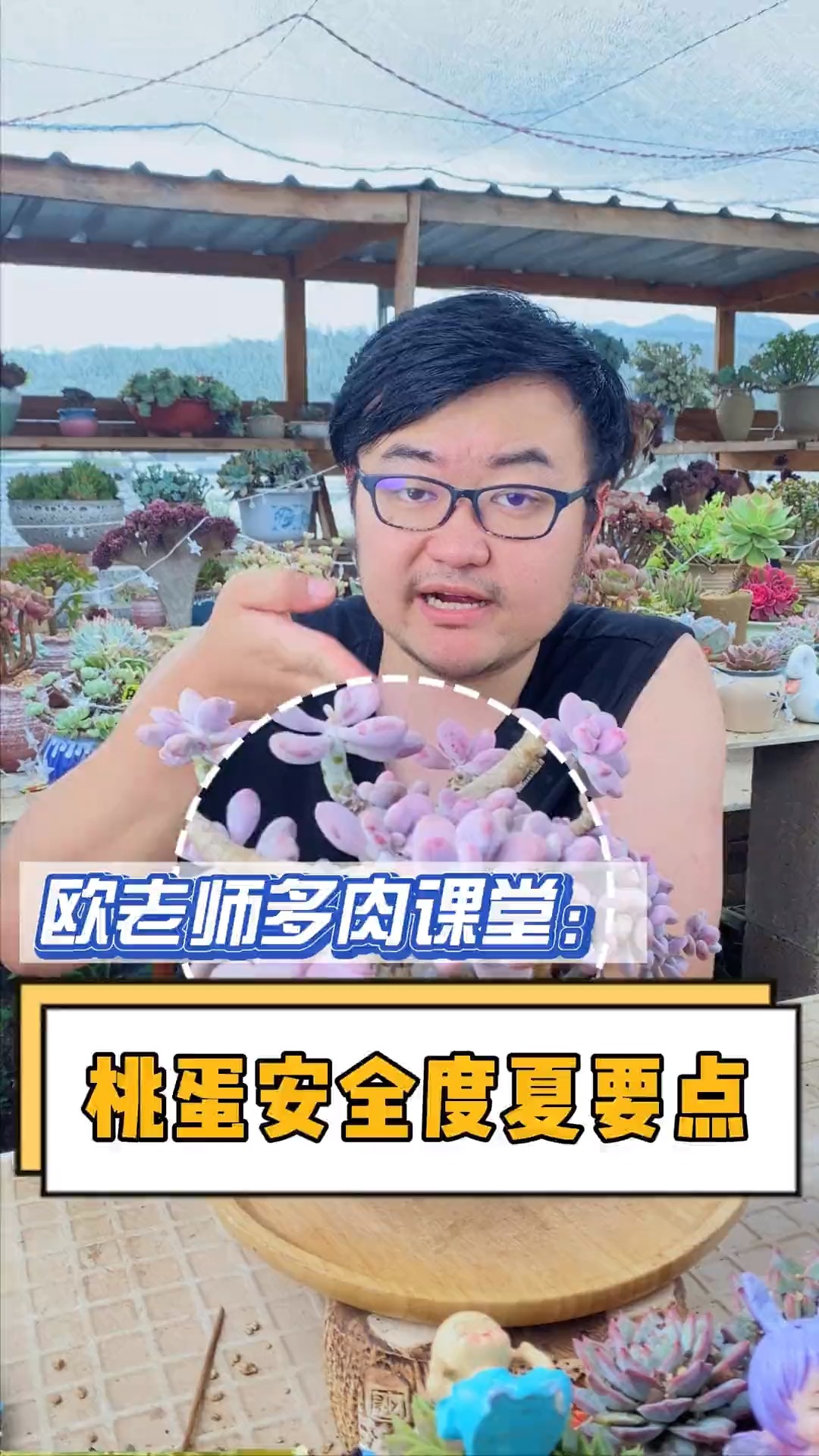#有一种可爱叫多肉!#3大要点,教你的桃蛋如何安全度夏#多肉 #多肉植物#多肉养护