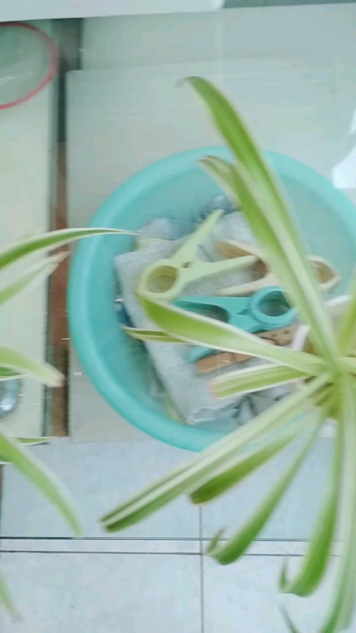 绿色小鱼可以有