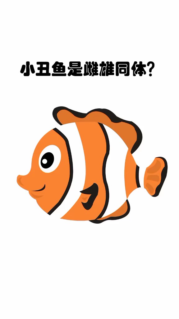 小丑鱼是雌雄同体?#科普 #涨知识 #小丑鱼
