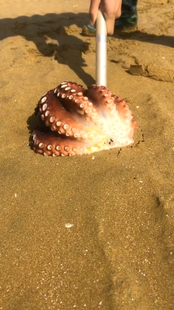 深海大章鱼,这是真的大啊!