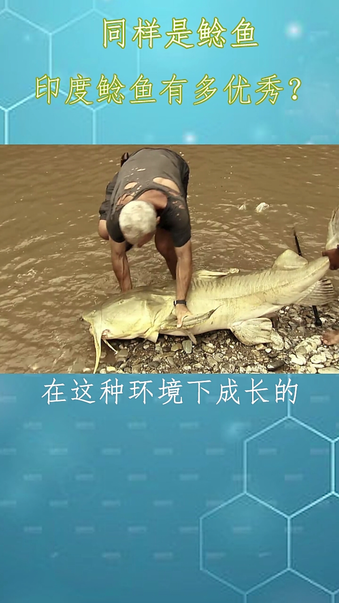 这么大的鲶鱼,有什么好的吃法推荐一下。