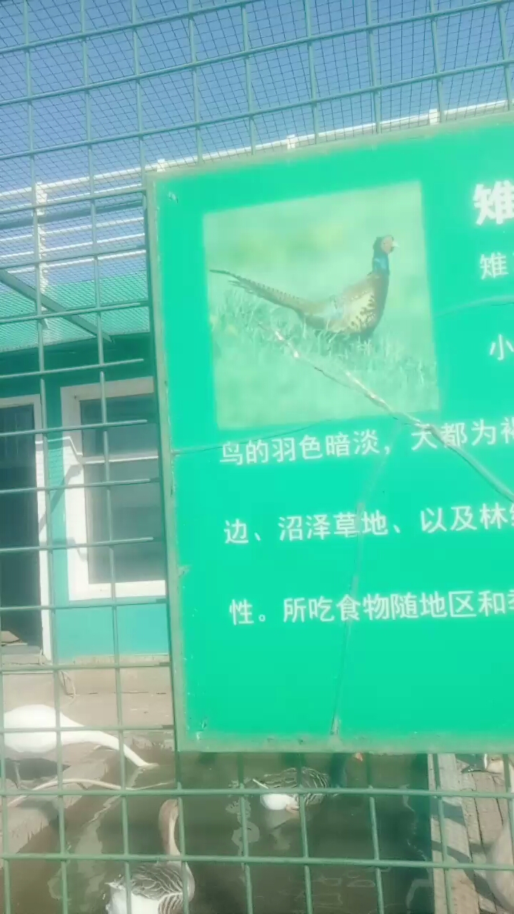 他们真好玩 