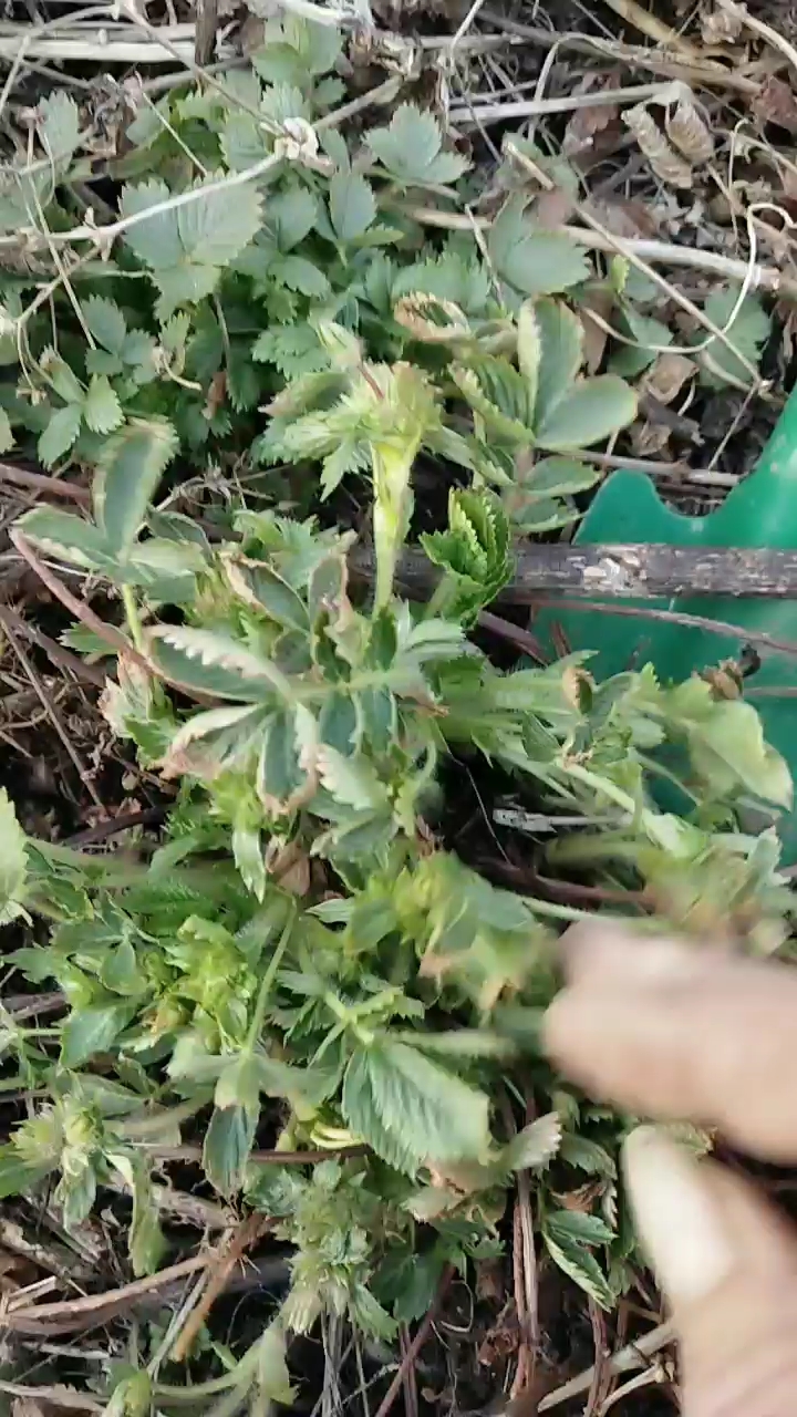 老牛筋,用它拌面子和葱花盐味精,上锅蒸熟非常好吃。