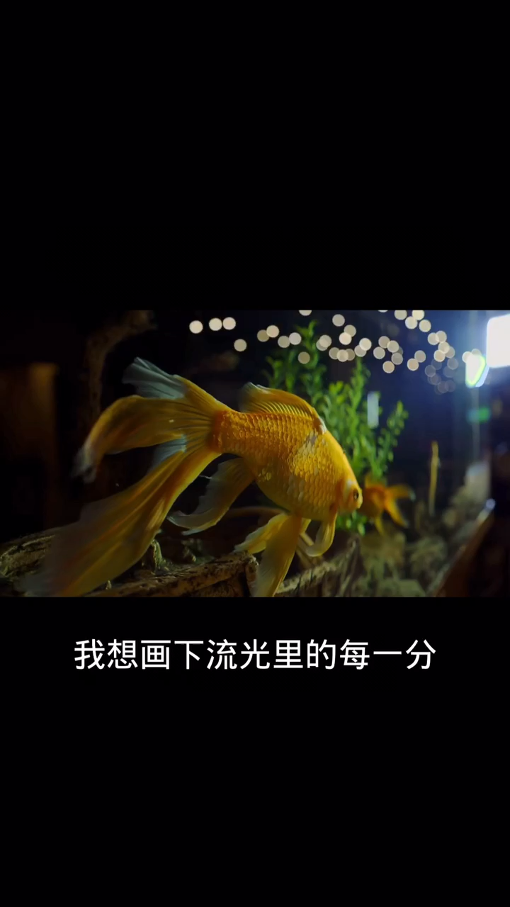 晒乌龟怎么发朋友圈