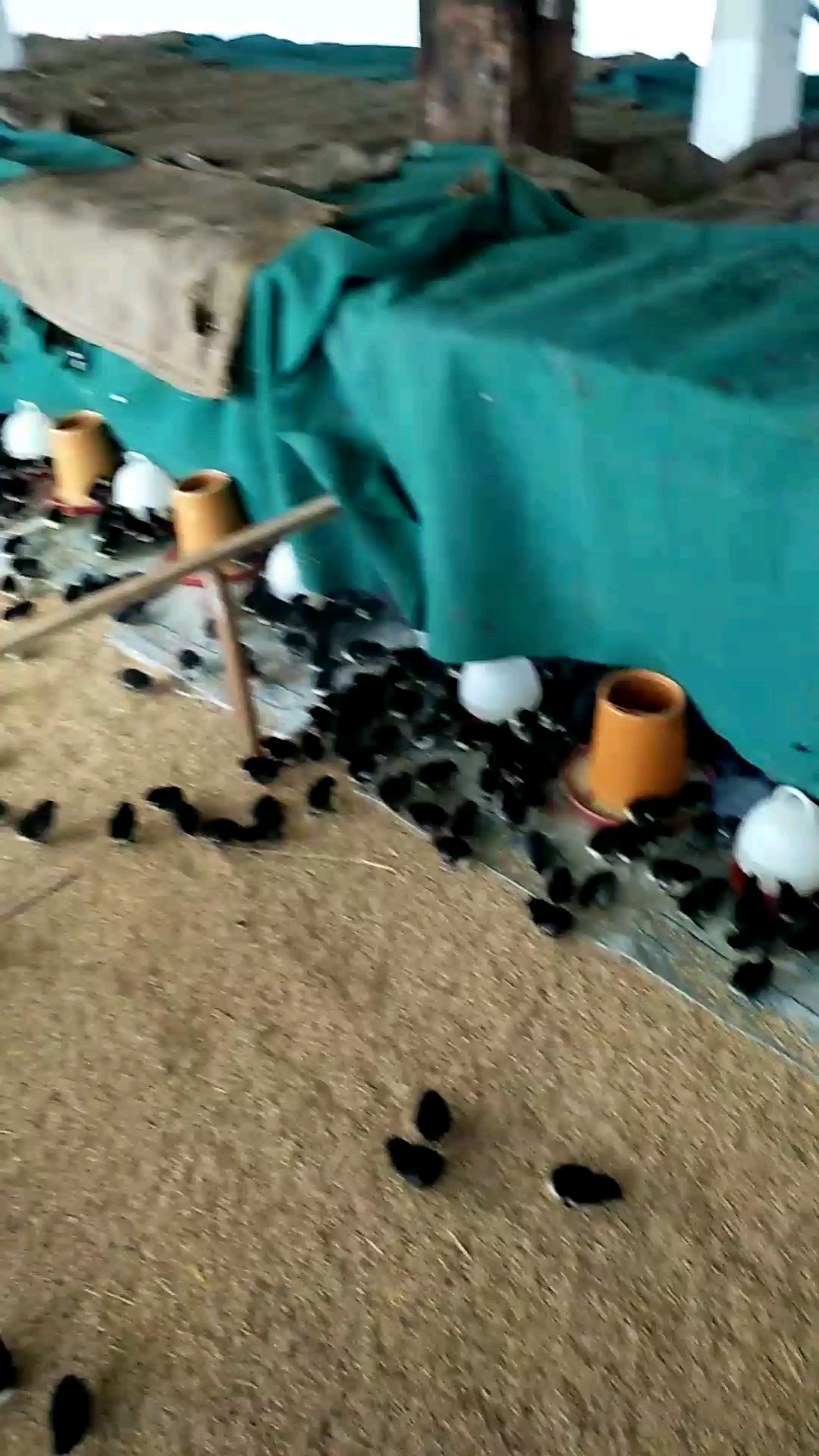 这一批都全都是黑色的小鸡
