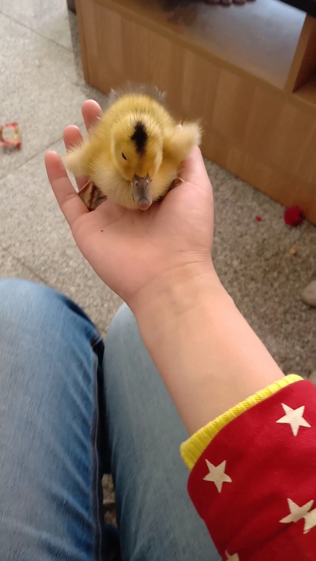 可爱的小鸭鸭。