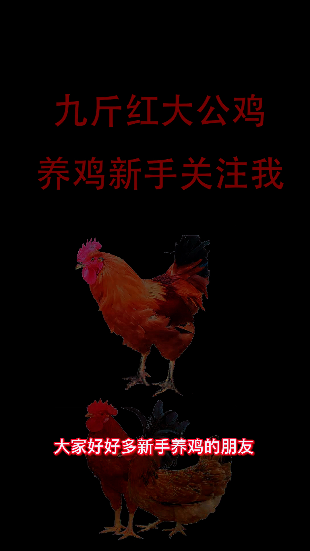 #九斤红鸡#养鸡不迷茫