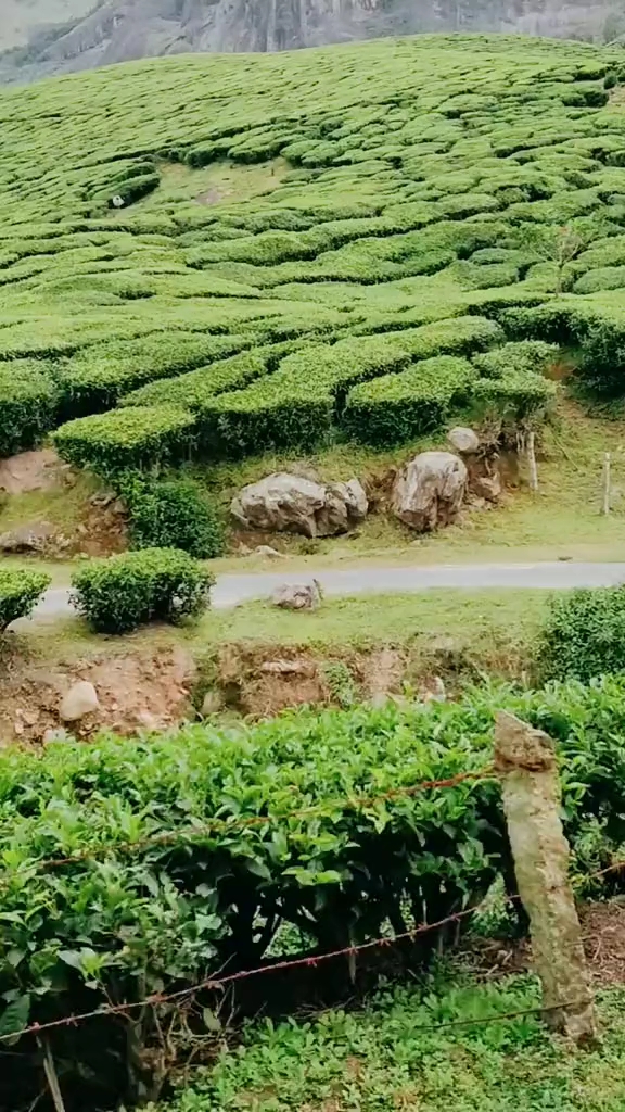 阿萨姆奶茶的故乡,锡兰红茶,英国人从中国偷走茶种