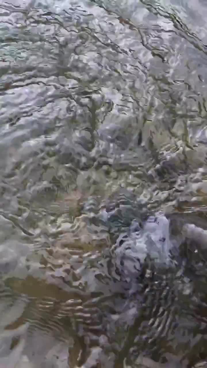 鲫鱼有多大