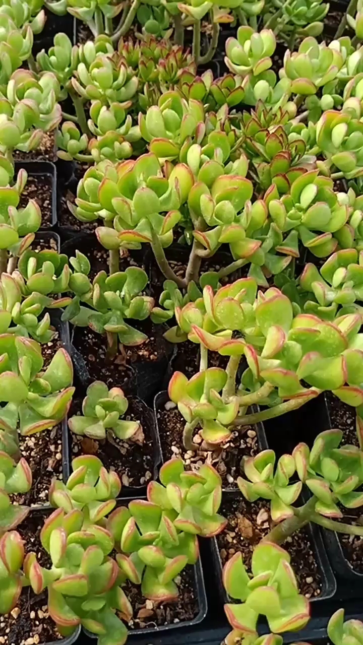 达摩宝珠小老桩