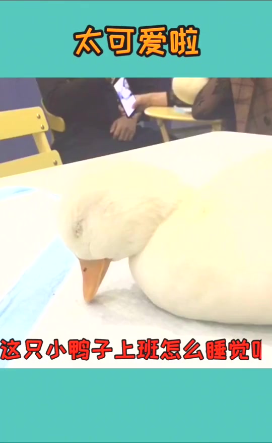 #搞笑段子#你作为一只鸭子，怎么能这么可爱呢
