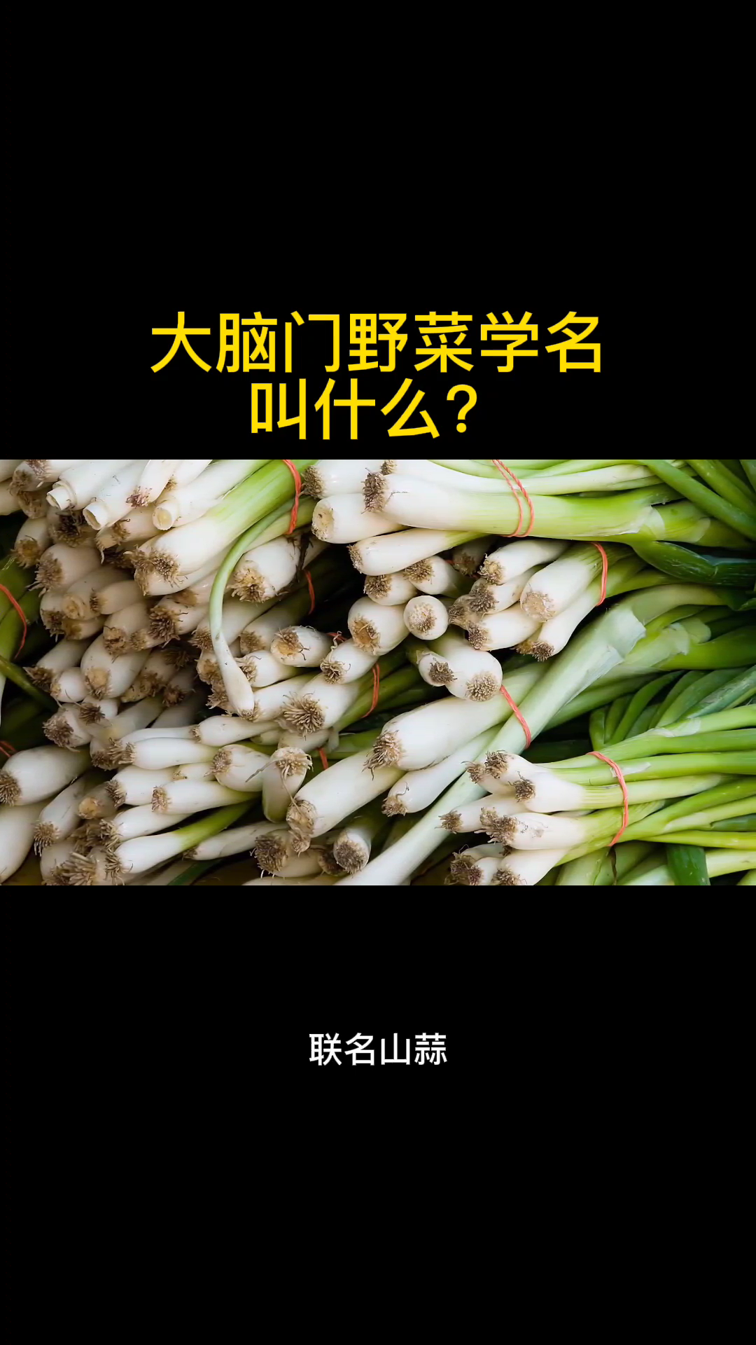 大脑门野菜学名叫什么?