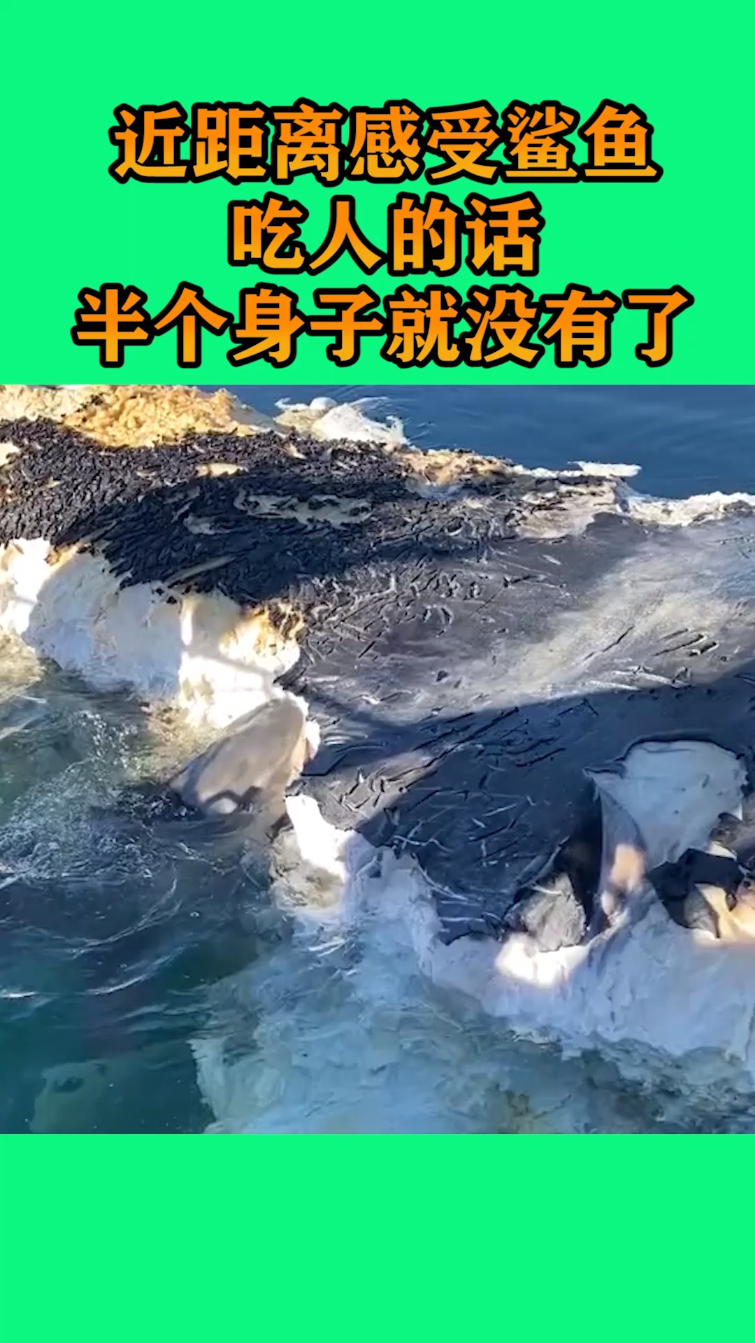 #我要上热门#鲨鱼的嘴有多大,一口半个人