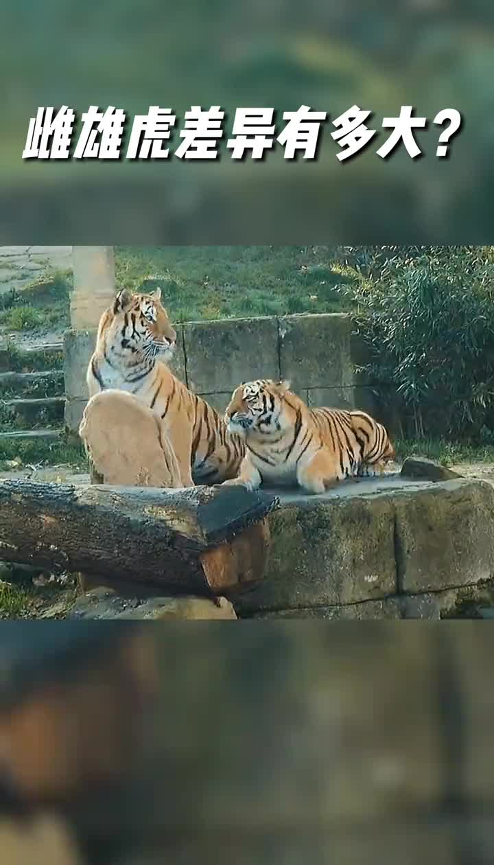 #我要上热门#老虎雌雄个体差异有多大