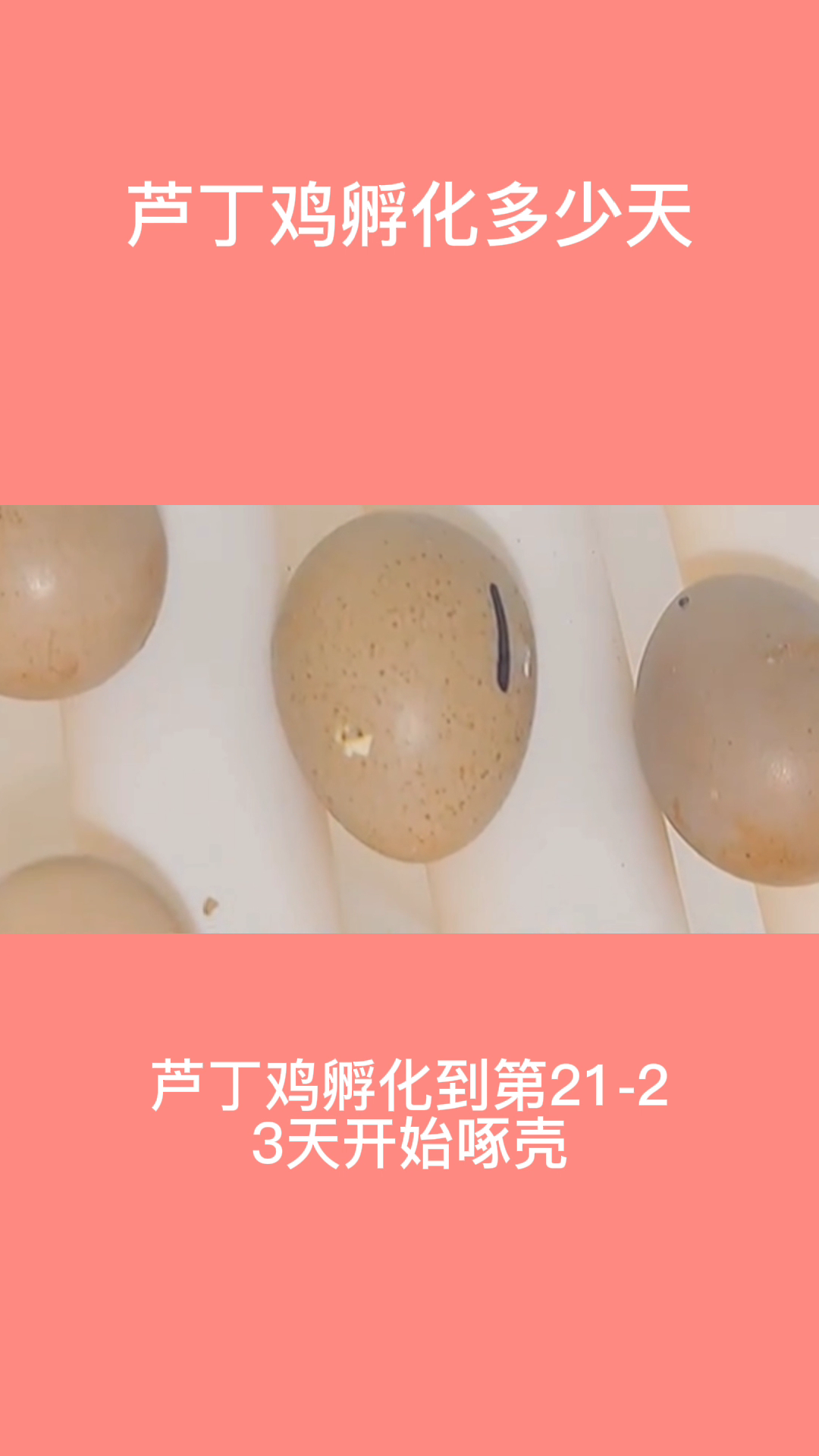 芦丁鸡孵化多少天
