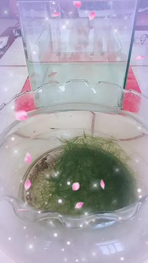 小河虾