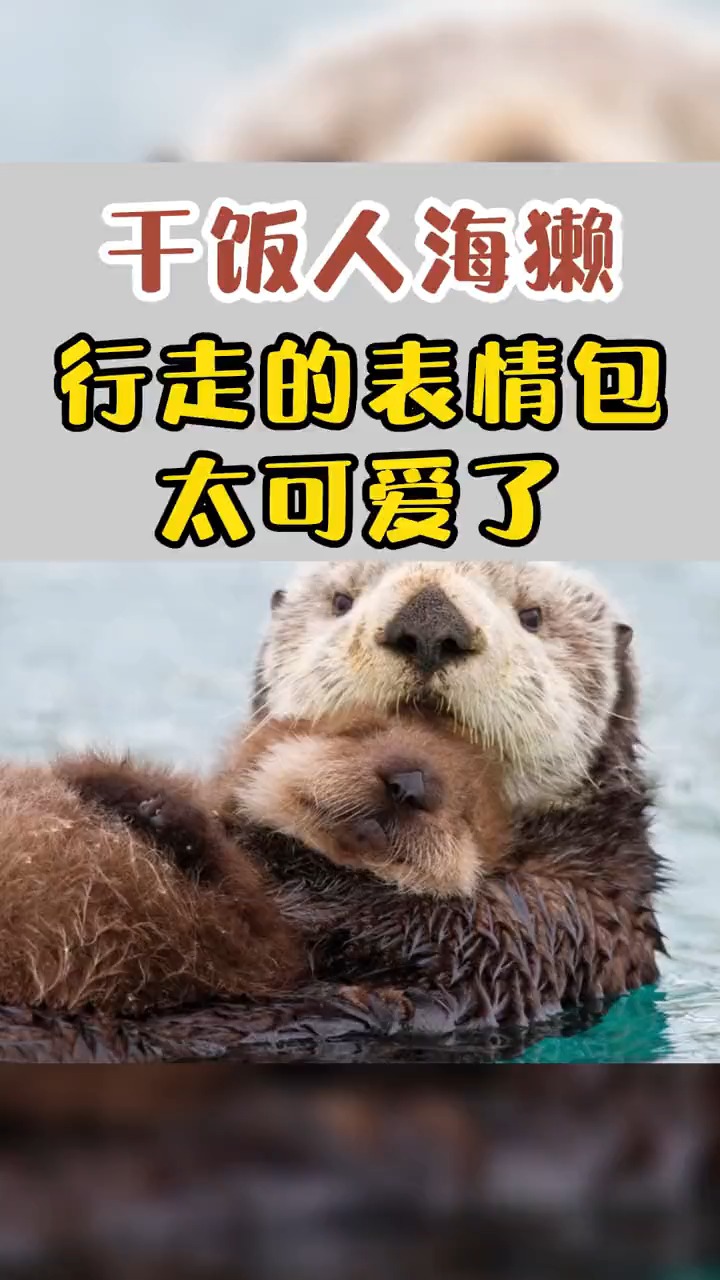 #我要上热门#爱干饭的“海獭”,实在是太可爱了,委屈巴巴的像个小孩子!