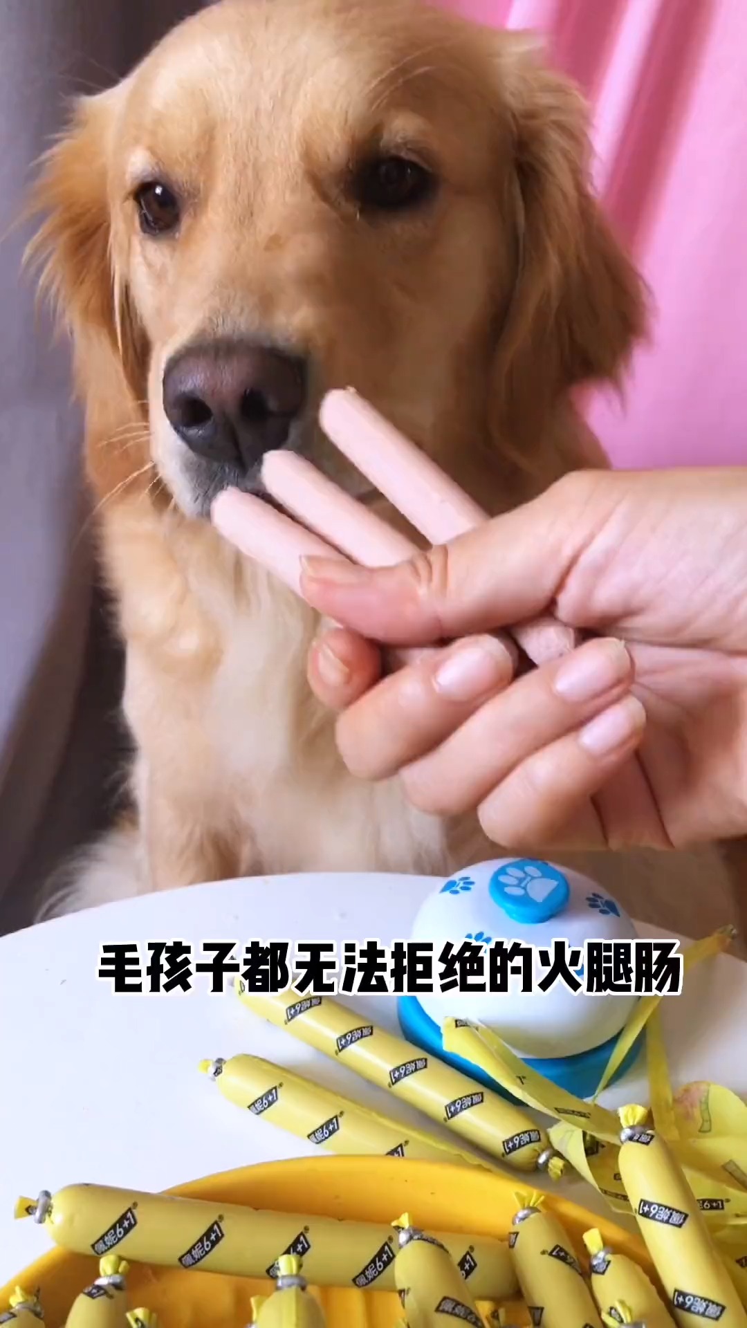 #宠物最可爱的样子#好吃的火腿肠,但是不要贪吃哦,每天来两根,营养又健康。