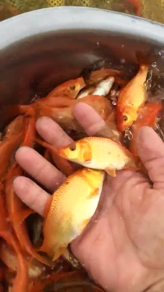 漂亮的红鲤鱼,愿所有看视频的朋友们日子越来越红火