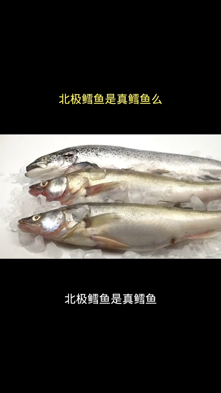 北极鳕鱼是真鳕鱼吗?