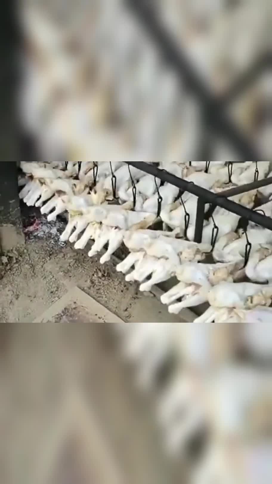 最正宗的平度土炉烤鸡,师傅一烤就是一炉,熟了之后不一会就能卖完!