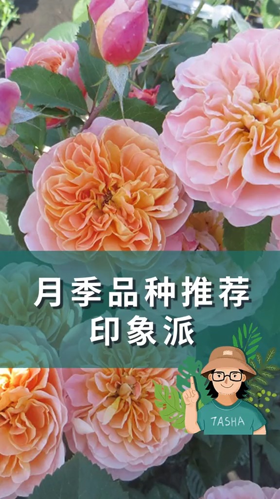 #独竖一知##好知识#好科普#像晚霞一样美的月季花墙