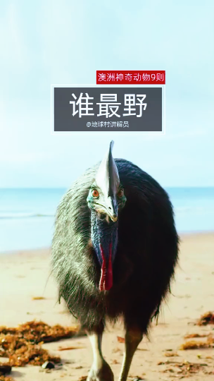 #冷知识大全#谁是澳洲最性感的动物地球上最危险的鸟类感受下动物