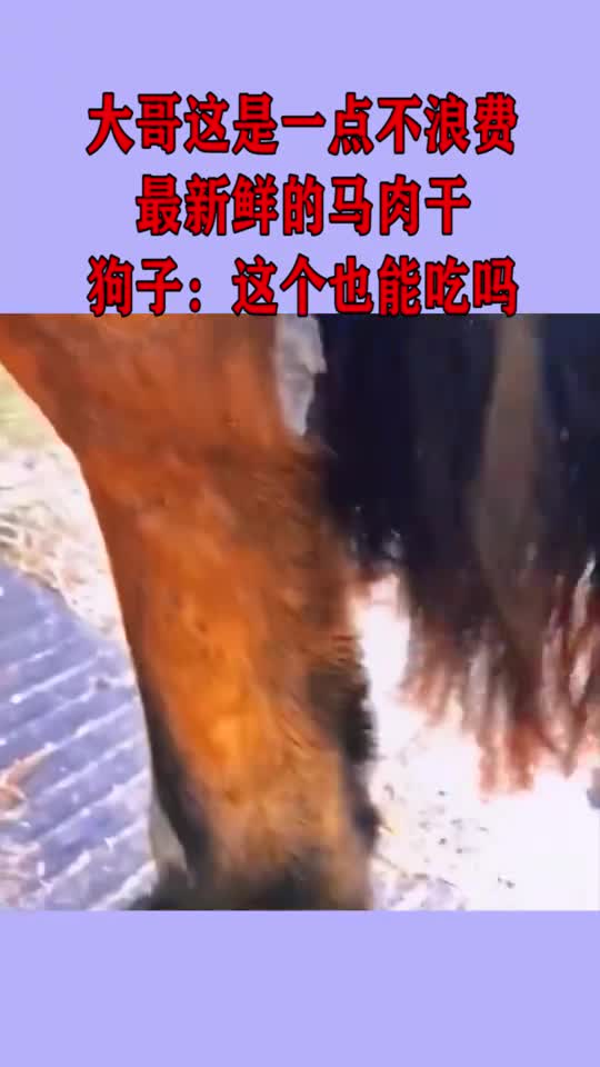 大哥这是一点不浪费,最新鲜的马肉干,狗子:这个也能吃吗?