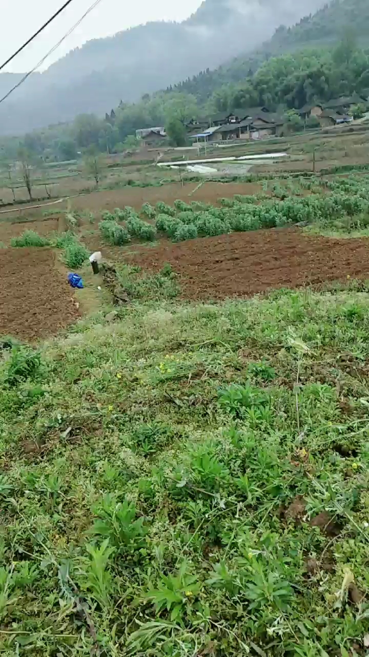 绿色蔬菜种植试验基地,手工锄草中,原生态绿色有机蔬菜种植地