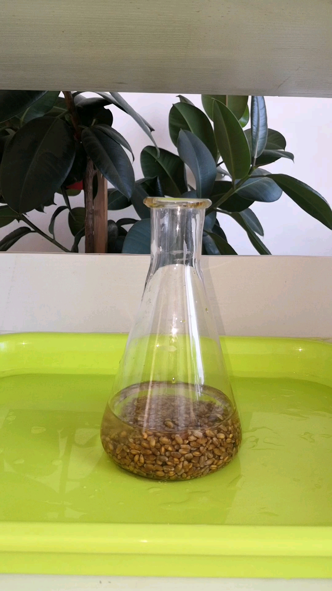 #全民独门绝技咖#小麦芽苗菜进行中