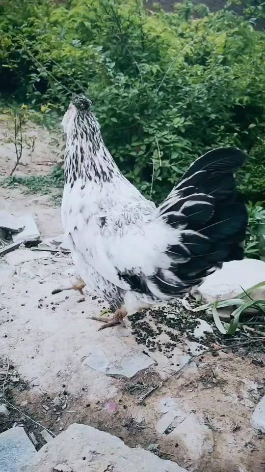全网最美,想学习养鸡的点头像。